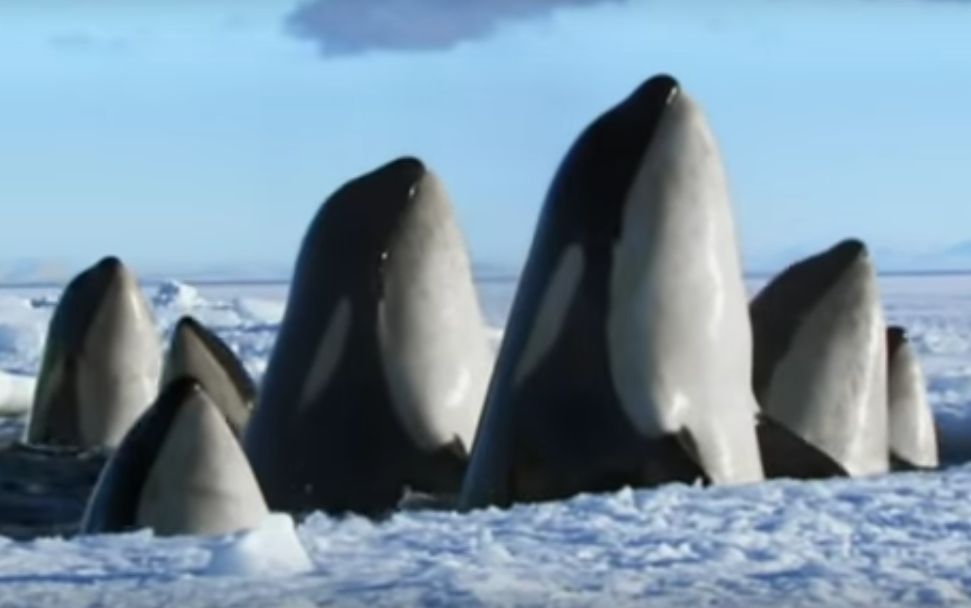 The Sentients Are Watching